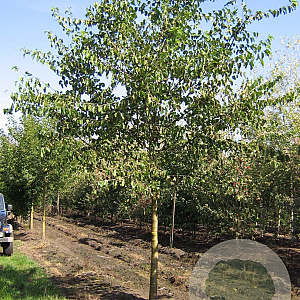 Morus alba 30-35 HO draadkluit 250 cm stam