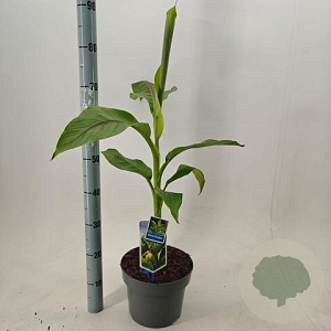Musa basjoo 60-80 cm 5,0L