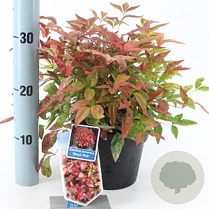 Nandina d. Blush Pink 20-25 cm 2,0L