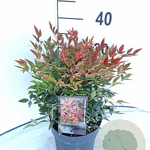 Nandina d. 'Gulf Stream' 25-30 cm 2,0L