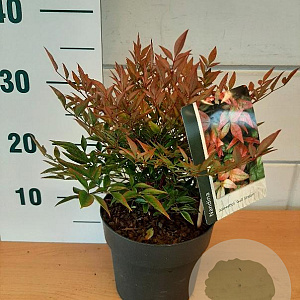 Nandina d. 'Gulf Stream' GM 2,0L