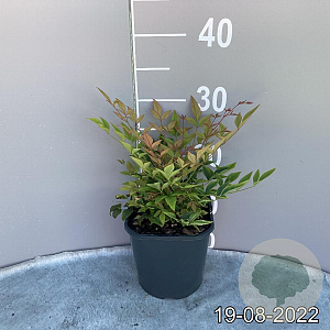 Nandina d. 'Gulf Stream' GM 2,0L