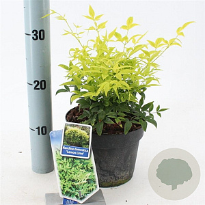 Nandina d. Magical Lemon & Lime 20-25 cm 2,0L