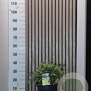 Nandina d. Magical Lemon & Lime 30-40 cm 7,5L