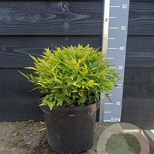 Nandina d. Magical Lemon & Lime 30-40 cm 7,5L