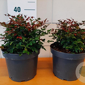 Nandina d. Obsessed 25-30 cm 5,0L