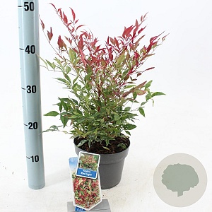 Nandina d. Red Light 20-25 cm 2,0L