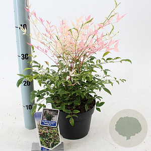 Nandina d. 'Twilight' 20-25 cm 2,0L