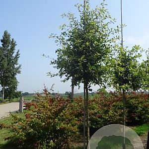 Nyssa sylvatica 8-10 HO draadkluit 225 cm stam