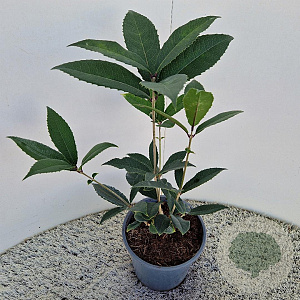 Osmanthus armatus 40-50 cm 2,5L