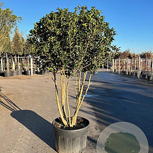 Osmanthus fortunei 200-250 cm cont. 110L meerstammig