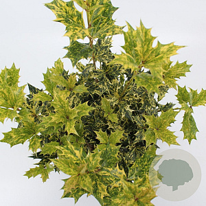 Osmanthus heter. 'Goshiki' 30-35 cm 3,0L