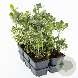 Pachysandra term. 'Variegata' GM P9