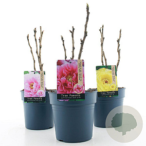 Paeonia suffruticosa 25-30 cm 3,0L