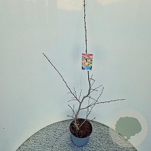 Parrotia persica 80-100 cm 5,0L