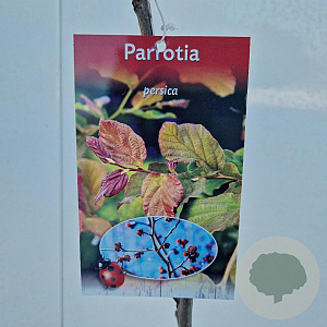 Parrotia persica 80-100 cm 5,0L