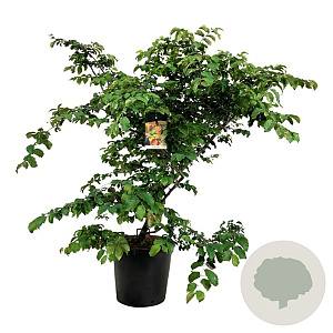 Parrotia persica 150-175 cm cont. 55L extra