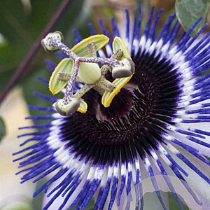 Passiflora 'Damsel's Delight' 80 cm rozenpot 2L