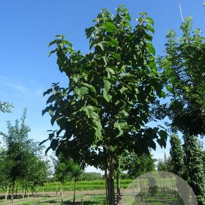 Paulownia tomentosa 40-45 HO draadkluit