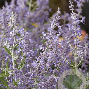 Perovskia atripl. Lacey Blue GM P9