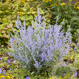 Perovskia atripl. Lacey Blue GM P9