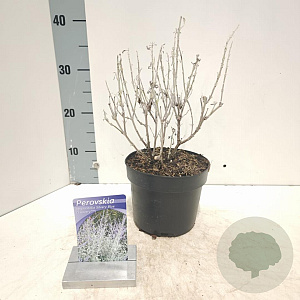 Perovskia atripl. Silvery Blue 20-25 cm 2,0L