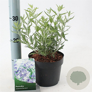 Perovskia 'Blue Spire' 30-40 cm 2,0L