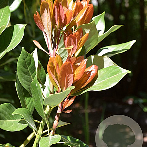 Persea thunbergii GM P9