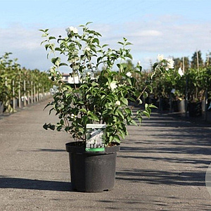 Philadelphus 'Minnesota Snowflake' 80-100 cm 10L