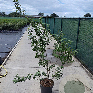 Philadelphus 'Virginal' 80-100 cm 10L