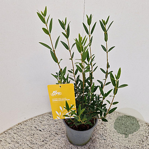 Phillyrea ang. 'Green Line' 45-50 cm 2,5L met stok