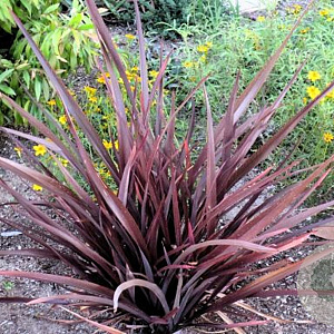 Phormium 'Amazing Red' 30-40 cm 5,0L