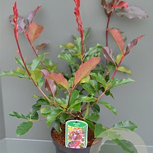 Photinia fraseri 'Camilvy' 8-10 HO 15L LEIVORM 180 cm stam