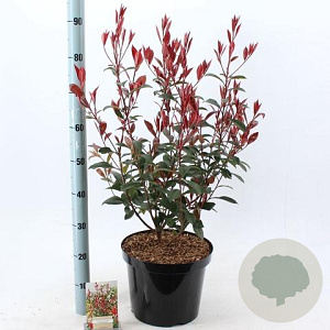 Photinia fraseri Carré Rouge 40-60 cm 10L