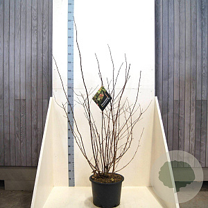 Physocarpus opulif. Diable d'Or 125-150 cm 20L