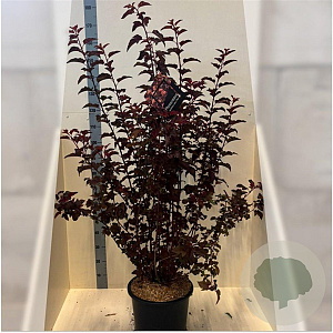 Physocarpus opulif. Lady in Red 125-150 cm 20L