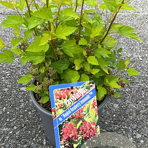 Physocarpus op. Raspberry Lemonade 25-30 cm 3,0L