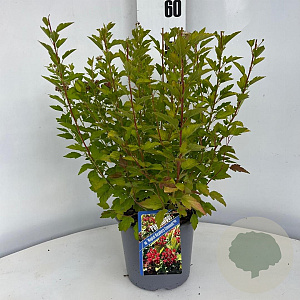 Physocarpus op. Raspberry Lemonade 25-30 cm 3,0L