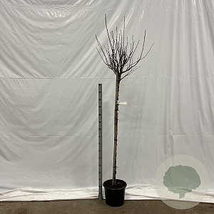 Physocarpus opulif. 'Red Baron' 120 cm stam 12L 2jr.kroon