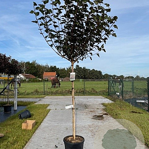 Physocarpus opulif. 'Red Baron' 150 cm stam 15L 3jr.kroon