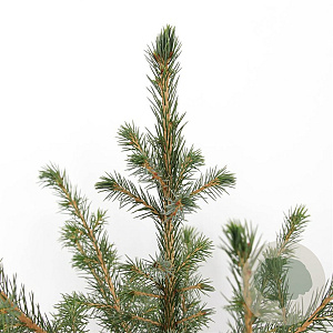 Picea omorika 50-60 cm 3,0L