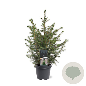 Picea omorika 50-60 cm 3,0L