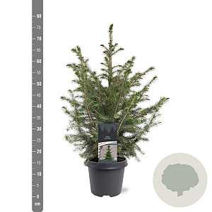 Picea omorika 50-60 cm 3,0L