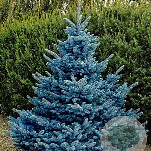 Picea pungens 'Blue Diamond' 100-125 cm met kluit solitair