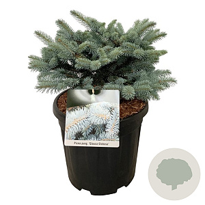 Picea pungens 'Glauca Globosa' 30-40 cm 15L