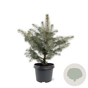 Picea pungens glauca 25-30 cm 3,5L
