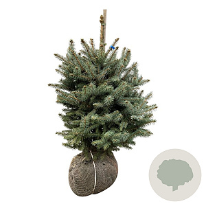 Picea pungens Super Blue Seedling 50-60 cm met kluit extra