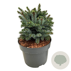 Picea sitchensis 'Midget' 20-25 cm