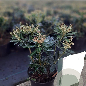 Pieris jap. 'Debutante' 20-25 cm C1.5