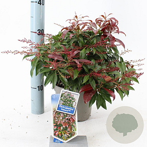 Pieris jap. 'Katsura' 20-25 cm 3,0L